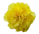 گل میخک وینکو